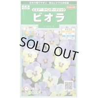 花の種　ビオラ　ピエナ　ラベンダーマジック　20粒　　サカタのタネ（株）実咲250