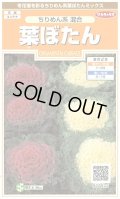 送料無料　花の種　葉ぼたん　ちりめん系混合　約27粒　(株)サカタのタネ　実咲200（026377）