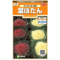 送料無料　花の種　葉ぼたん　ちりめん系混合　約27粒　(株)サカタのタネ　実咲200（026377）