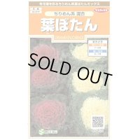 花の種　葉ぼたん　ちりめん系混合　約27粒　　サカタのタネ（株）実咲200