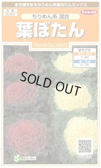 花の種　葉ぼたん　ちりめん系混合　約27粒　　サカタのタネ（株）実咲200