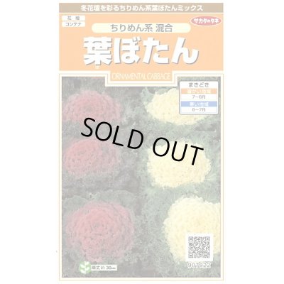 画像1: 花の種　葉ぼたん　ちりめん系混合　約27粒　　サカタのタネ（株）実咲200