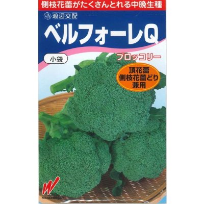画像1: 送料無料　[ブロッコリー]　ベルフォーレＱ　70粒　渡辺農事（株）