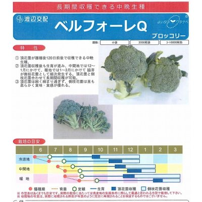画像2: 送料無料　[ブロッコリー]　ベルフォーレＱ　70粒　渡辺農事（株）