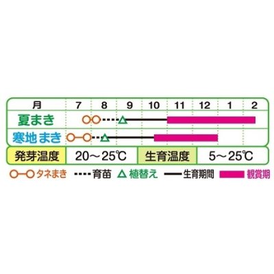 画像2: 送料無料　花の種　葉牡丹　F1　はと混合　0.5ml　タキイ種苗(株)NL300