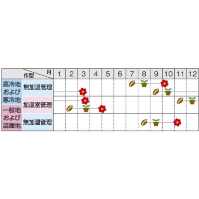 画像2: 送料無料　花の種　パンジー　パシオ　ブルーブロッチ　約34粒　(株)サカタのタネ　実咲350（026142）
