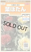 送料無料　花の種　葉ぼたん　丸葉系混合　約27粒　(株)サカタのタネ　実咲200（026375）