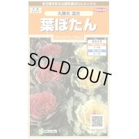 花の種　葉ぼたん　丸葉系混合　約27粒　サカタのタネ（株）実咲200