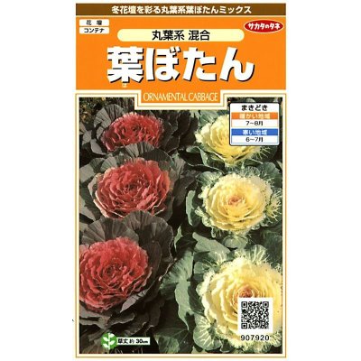 画像1: 送料無料　花の種　葉ぼたん　丸葉系混合　約27粒　(株)サカタのタネ　実咲200（026375）