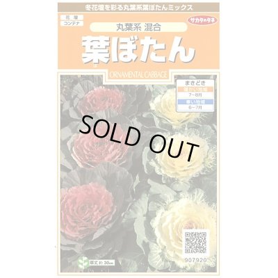 画像1: 花の種　葉ぼたん　丸葉系混合　約27粒　サカタのタネ（株）実咲200