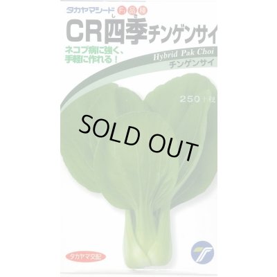 画像1: 送料無料　[中国野菜]　チンゲンサイ　ＣＲ四季チンゲンサイ　2ml　(株)タカヤマシード