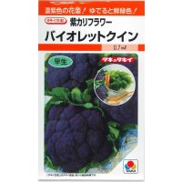 送料無料　[カリフラワー]　バイオレットクイン　0.6ml　タキイ種苗(株)　RF