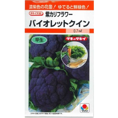 画像1: 送料無料　[カリフラワー]　バイオレットクイン　0.6ml　タキイ種苗(株)　RF