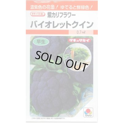 画像1: 送料無料　[カリフラワー]　バイオレットクイン　0.6ml　タキイ種苗(株)　RF
