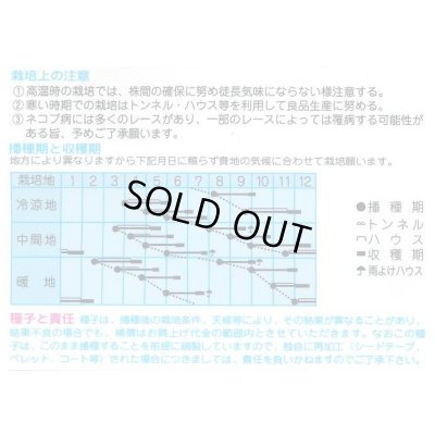 画像2: 送料無料　[中国野菜]　チンゲンサイ　ＣＲ四季チンゲンサイ　2ml　(株)タカヤマシード