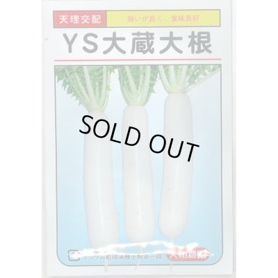 画像1: [大根]　ＹＳ大蔵大根　8ml （およそ280粒）　大和農園