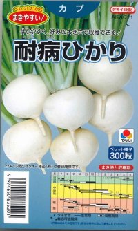 [かぶ]　耐病ひかり　ペレット300粒　タキイ種苗（株）