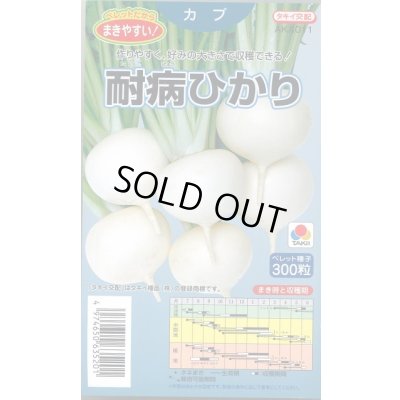画像1: [かぶ] 耐病ひかり ペレット300粒 タキイ種苗(株)