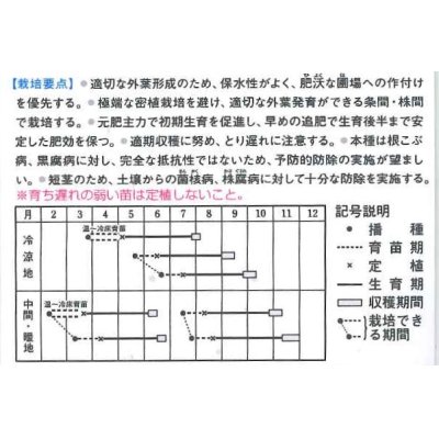 画像2: [キャベツ]　送料無料！　ＢＣＲ龍月　ペレット5000粒　　タキイ種苗（株）