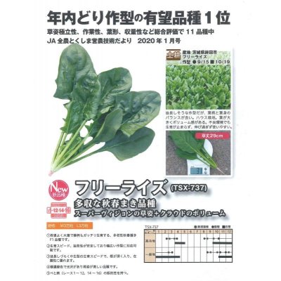 画像2: [ほうれんそう]　フリーライズ　(種子サイズ:M)　3万粒　トキタ種苗(株)