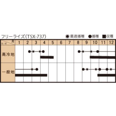 画像3: [ほうれんそう]　フリーライズ　(種子サイズ:M)　3万粒　トキタ種苗(株)