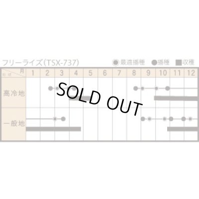 画像3: [ほうれんそう]　フリーライズ　(種子サイズ:M)　3万粒　トキタ種苗(株)