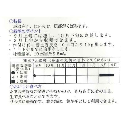 画像2: 送料無料　[たまねぎ]　愛知早生白玉葱　3ml　松永種苗(株)