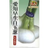 送料無料　[たまねぎ]　愛知早生白玉葱　3ml　松永種苗(株)