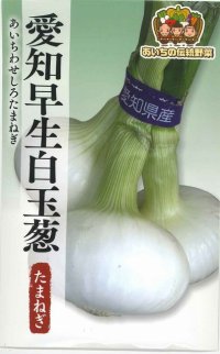 送料無料　[たまねぎ]　愛知早生白玉葱　3ml　松永種苗(株)