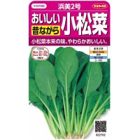 [小松菜]　浜美2号　約2000粒　サカタ交配　実咲