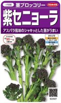 送料無料　[ブロッコリー]　紫セニョーラ　約20粒　（株）サカタのタネ(株)　実咲450（003235）