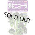 送料無料　[ブロッコリー]　紫セニョーラ　約20粒　（株）サカタのタネ(株)　実咲450（003235）