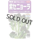 送料無料　[ブロッコリー]　紫セニョーラ　約20粒　（株）サカタのタネ(株)　実咲450（003235）