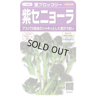画像1: 送料無料　[ブロッコリー]　紫セニョーラ　約20粒　（株）サカタのタネ(株)　実咲450（003235）