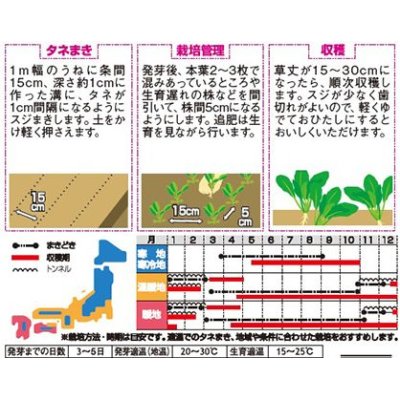 画像2: [小松菜]　浜美2号　約2000粒　サカタ交配　実咲