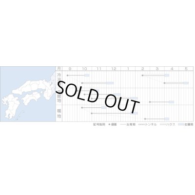 画像2: [ほうれんそう]　伸兵衛　　40ml  タキイ種苗（株） 　RF