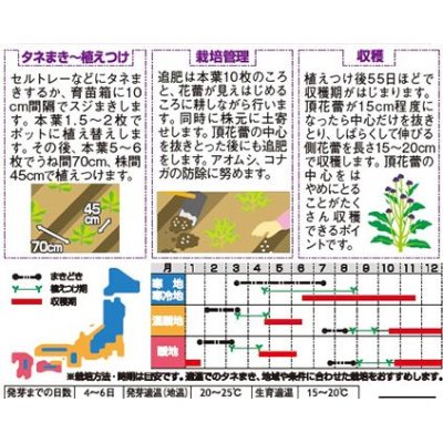 画像2: [ブロッコリー]　紫セニョーラ　約20粒　サカタのタネ（株）実咲400　