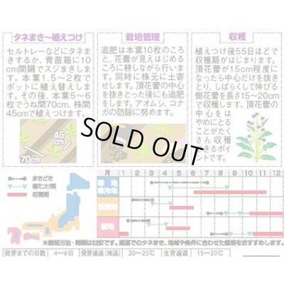 画像2: 送料無料　[ブロッコリー]　紫セニョーラ　約20粒　（株）サカタのタネ(株)　実咲450（003235）