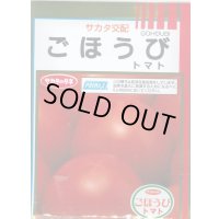 送料無料 [トマト] ごほうび 1000粒 (株)サカタのタネ