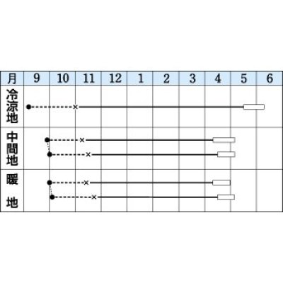 画像2: 送料無料　[キャベツ]　春ひかり七号　2000粒　タキイ種苗(株)