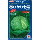送料無料　[キャベツ]　春ひかり七号　2000粒　タキイ種苗(株)