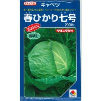 送料無料　[キャベツ]　春ひかり七号　2000粒　タキイ種苗(株)