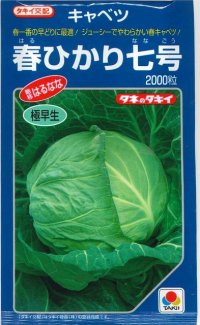 送料無料　[キャベツ]　春ひかり七号　2000粒　タキイ種苗(株)