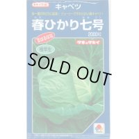 [キャベツ]　春ひかり七号　2000粒　タキイ種苗（株）　