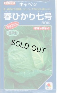 [キャベツ]　春ひかり七号　2000粒　タキイ種苗（株）　