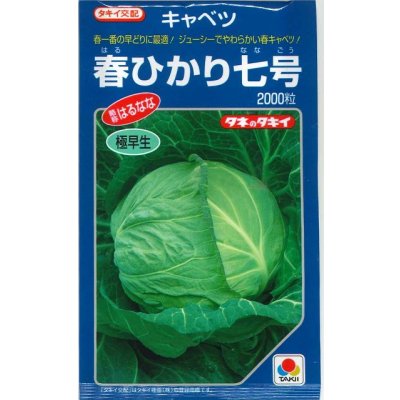 画像1: 送料無料　[キャベツ]　春ひかり七号　2000粒　タキイ種苗(株)