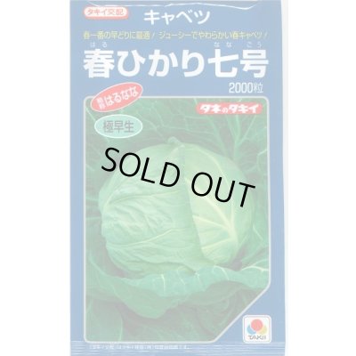 画像1: 送料無料　[キャベツ]　春ひかり七号　2000粒　タキイ種苗(株)