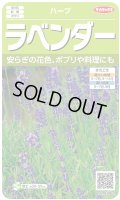 送料無料　[ハーブの種]　ラベンダー　(約60粒)　(株)サカタのタネ　実咲（003192）