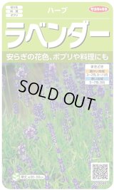送料無料　[ハーブの種]　ラベンダー　(約60粒)　(株)サカタのタネ　実咲（003192）