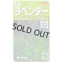 送料無料　[ハーブの種]　ラベンダー　(約60粒)　(株)サカタのタネ　実咲（003192）